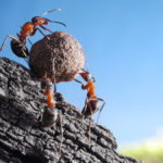 Poučné príbehy zo života mravcov