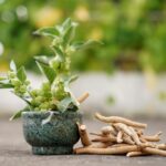 Ashwagandha – čo to je, aké má účinky a ako sa používa